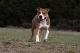 AMSTAFF ADULT 397